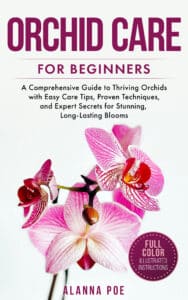 Orchid Care for Beginners JPG